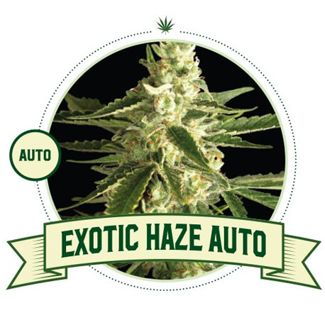 Exotic Haze Automatic Cannabis Seeds