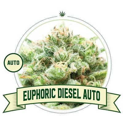 Euphoric Diesel Automatic Cannabis Seeds