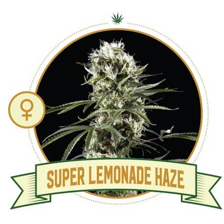 Super Lemonade Haze Cannabis Seeds