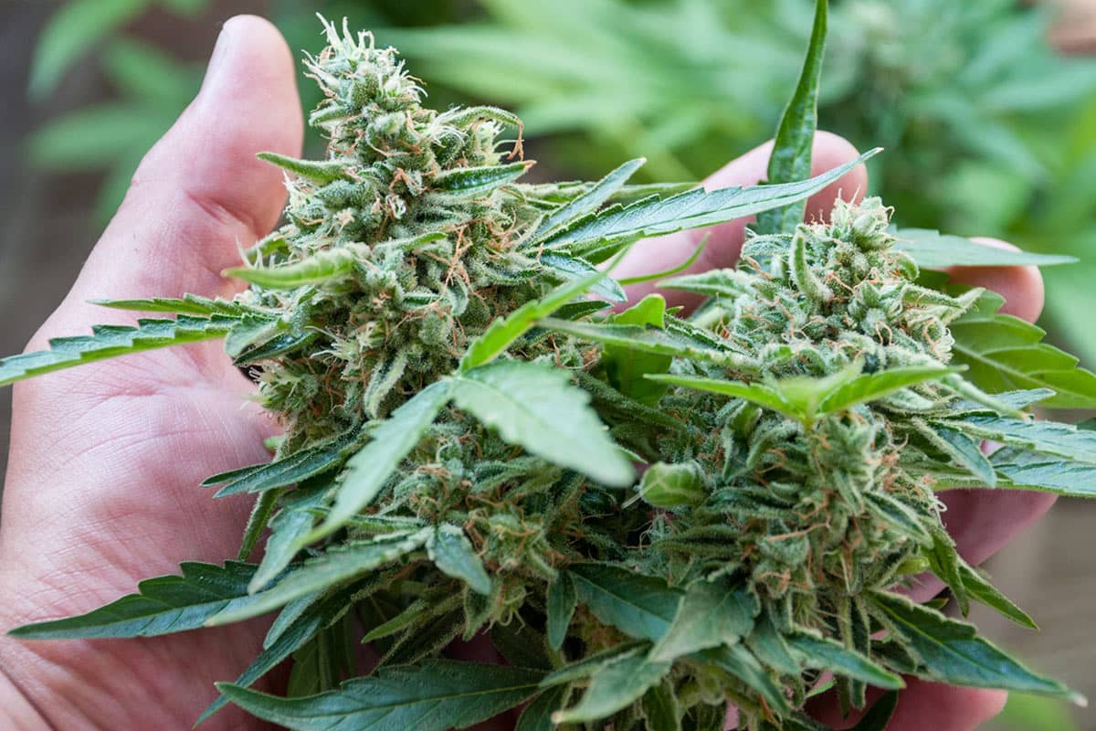 When to Harvest your Cannabis Plants