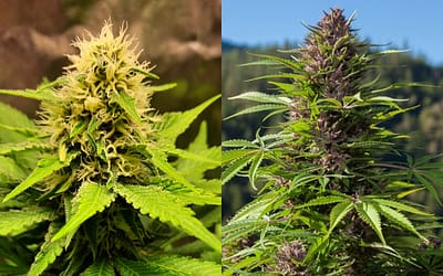 Growing Cannabis Indoors vs Growing Cannabis Outdoors