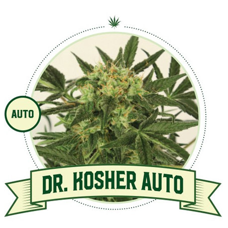 Dr Kosher Auto