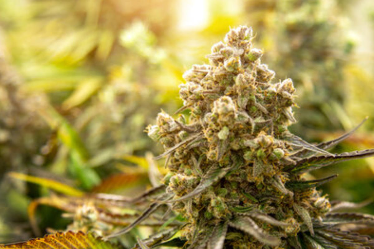 Auto-flowering cannabis