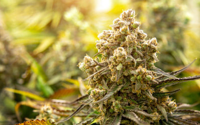 What are Auto-flowering cannabis seeds?