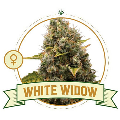 White Widow Cannabis seeds