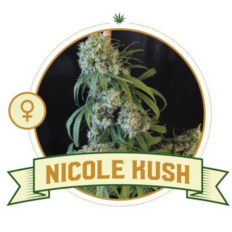 Nicole Kush Feminized Cannabis Seeds