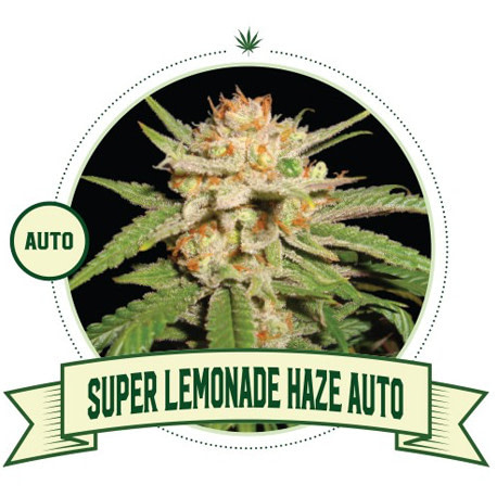 Super Lemonade Haze Automatic
