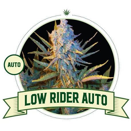 Low Rider Automatic Cannabis Seeds