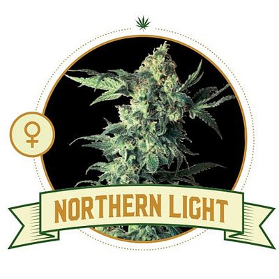 Northern Light Feminized Cannabis Seeds