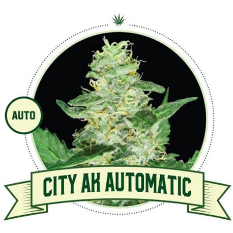 City AK Automatic