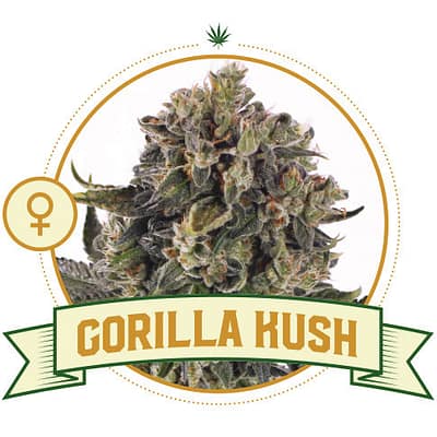 Gorilla Kush Feminized Cannabis Seeds