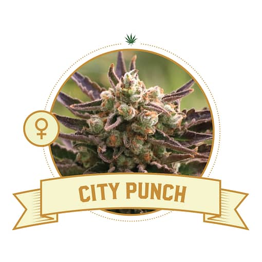 City Punch