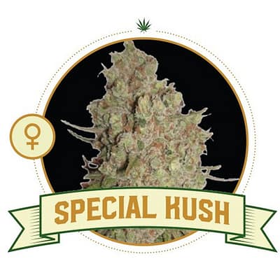 Special Kush Cannabis Seeds