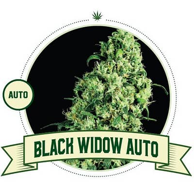Black Widow Auto
