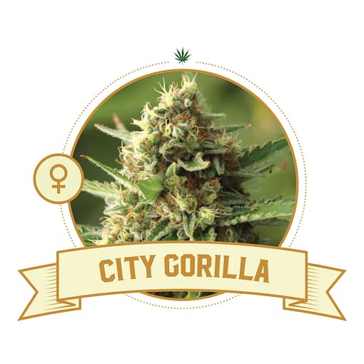 City Gorilla