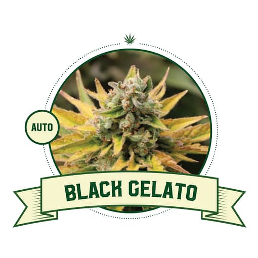 Black Gelato Automatic