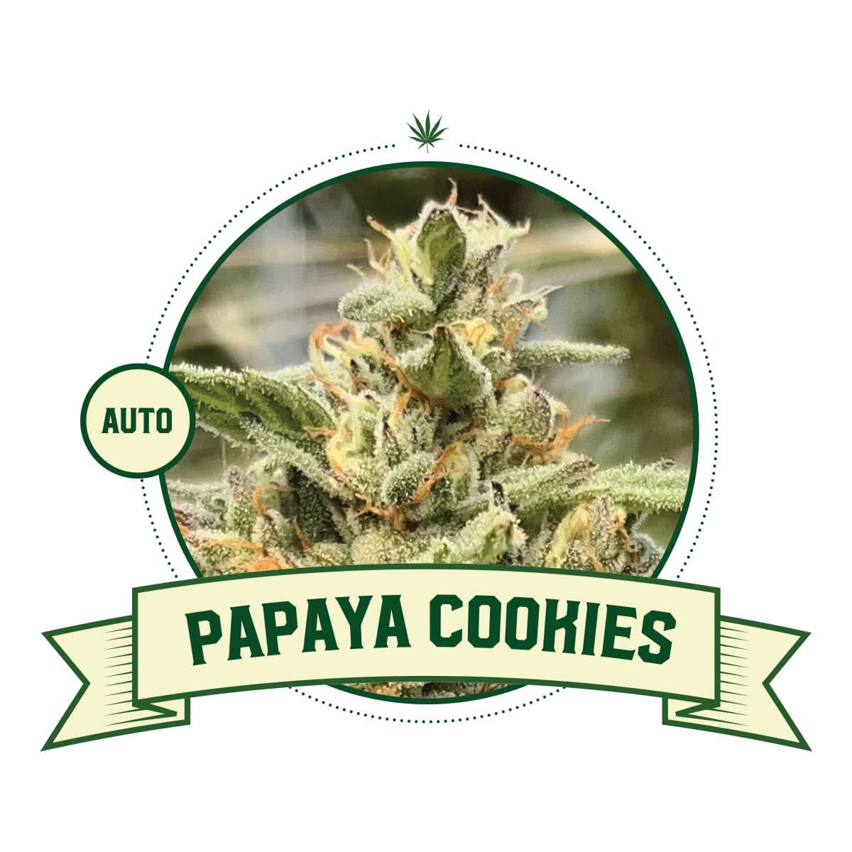 Papaya Cookies Automatic