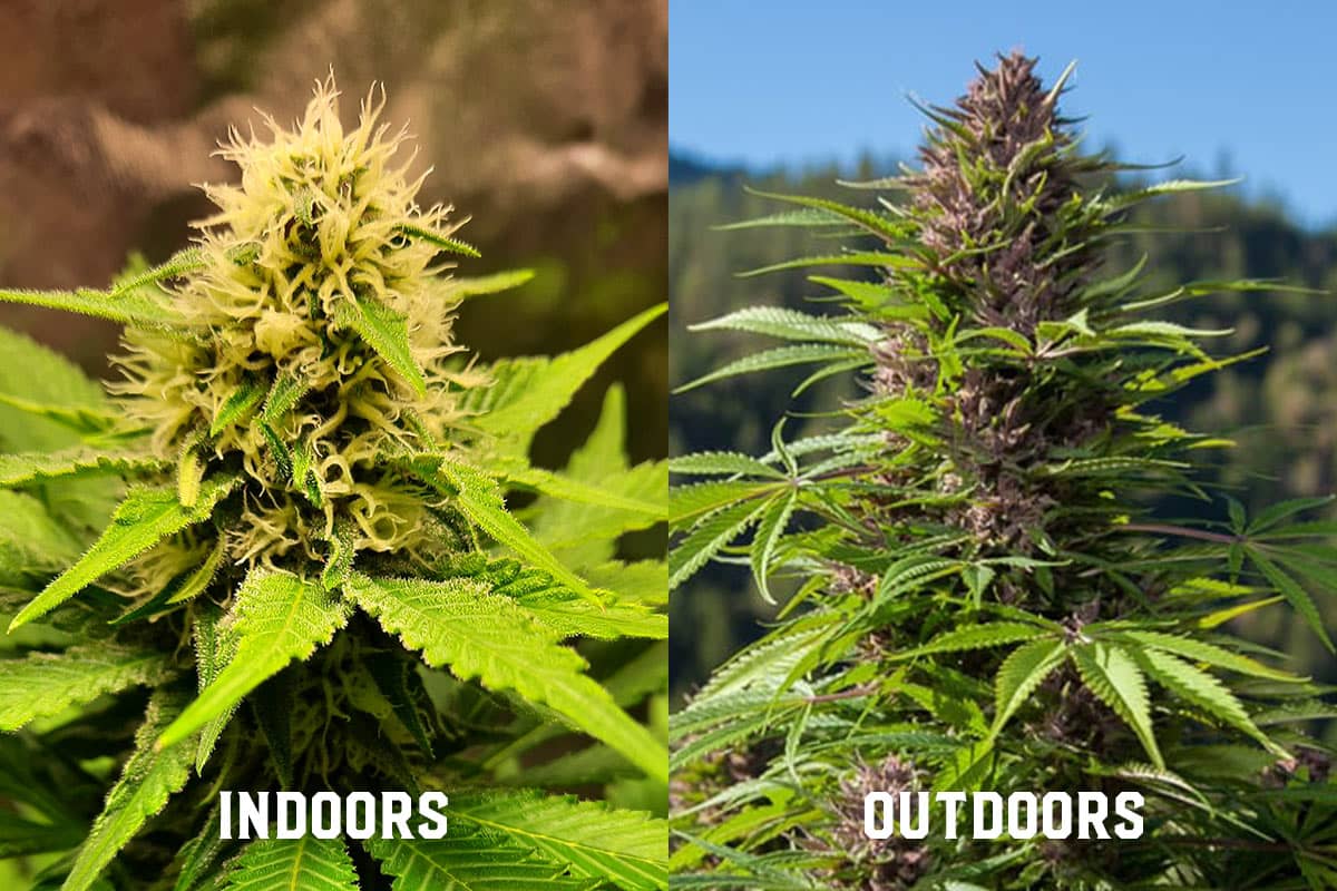 Growing Indoors vs Growing Outdoors