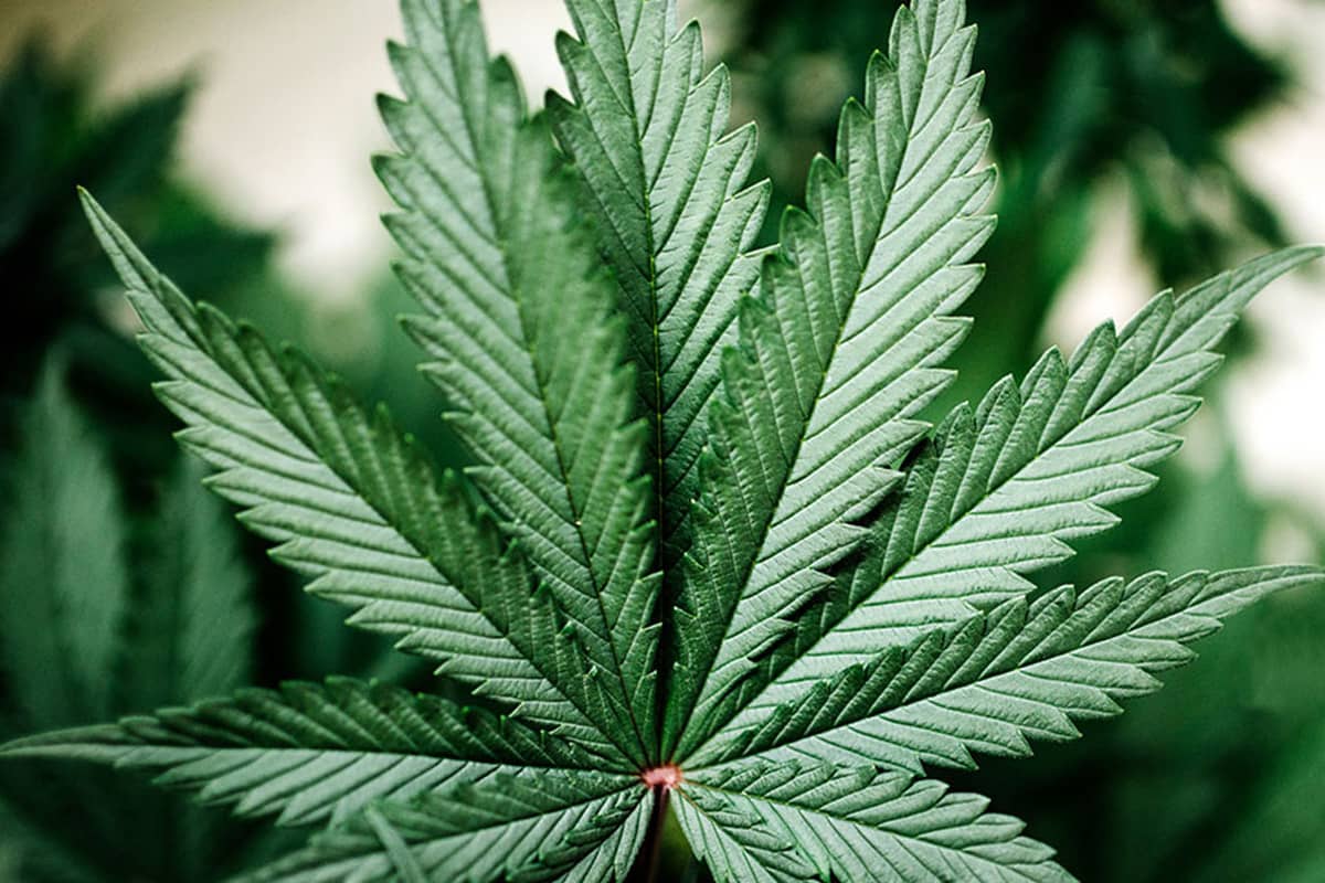 A cannabis indica leaf