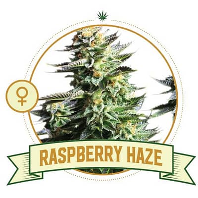 Raspberry Haze Cannabis Seeds
