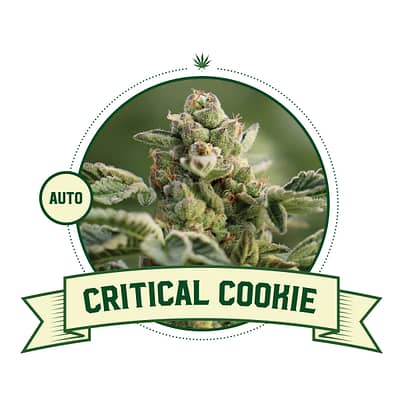 Critical Cookie Automatic
