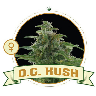 OG Kush Feminized Cannabis Seeds
