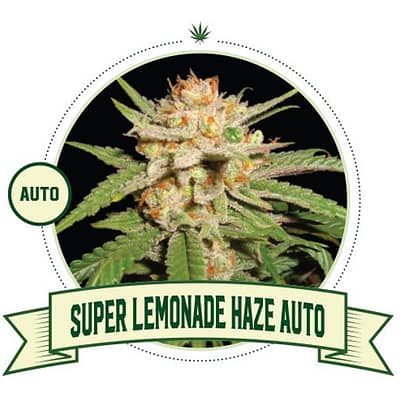 Super Lemonade Haze Automatic