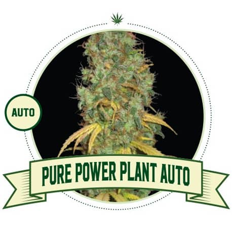 Pure Power Plant Automatic