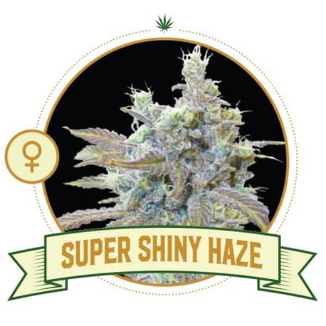 Super Shiny Haze Cannabis Seeds