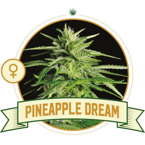 Pineapple Dream Cannabis Seeds