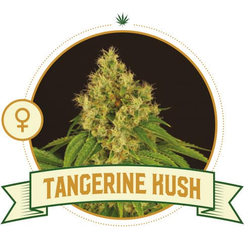 Tangerine Kush Cannabis seeds