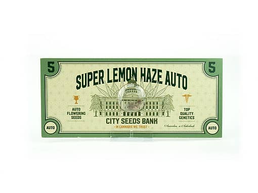 Super Lemon Haze Auto