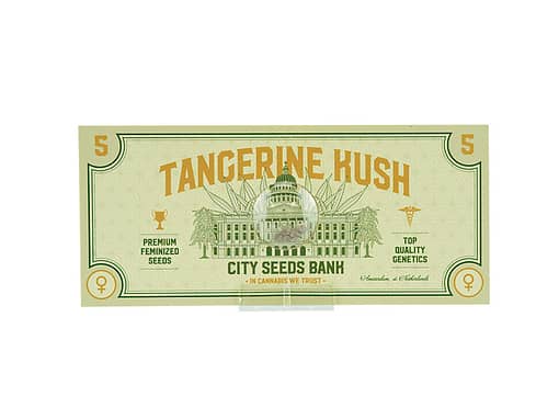 Tangerine Kush Cannabis seeds