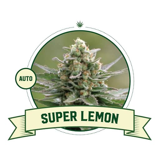 Super Lemon Automatic