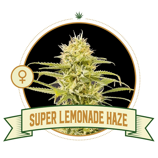 Super Lemonade Haze