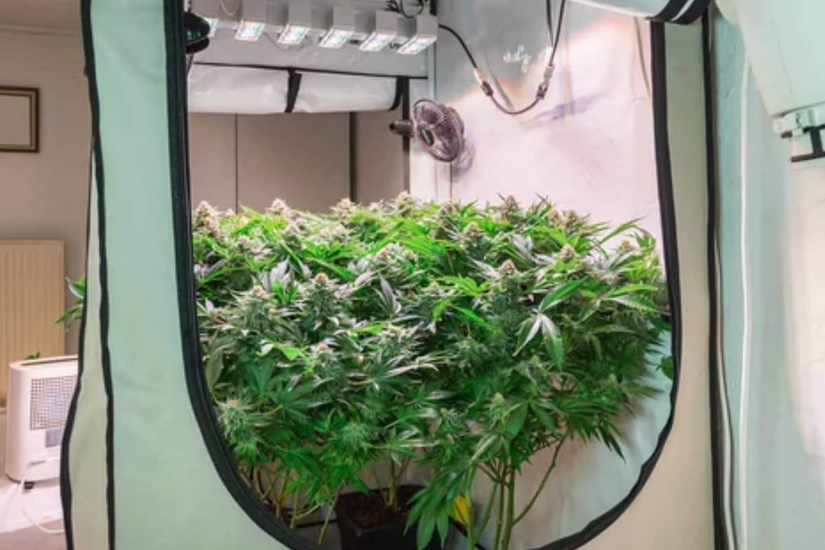 Cannabis Grow Tent