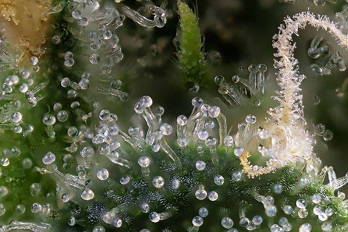 Close up of clear and cloudy Trichomes