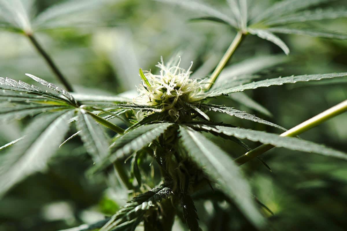 Flowering Female Cannabis Plant