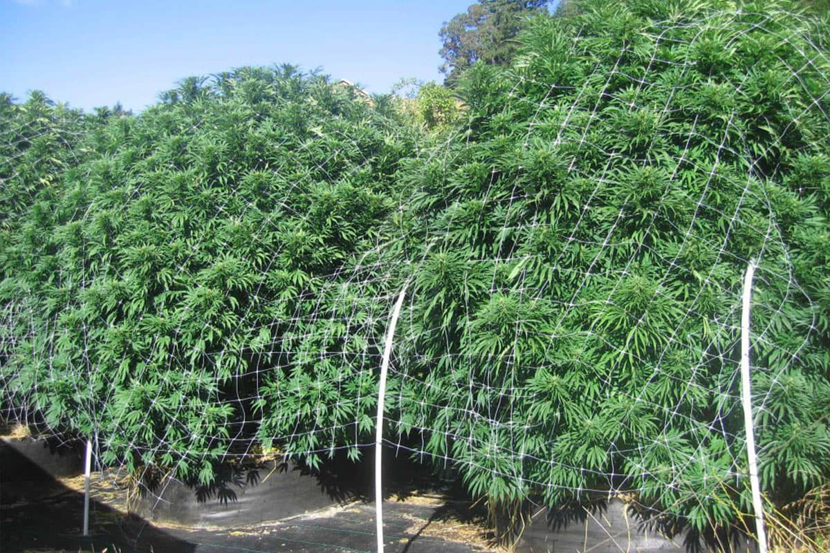 Huge Cannabis plants