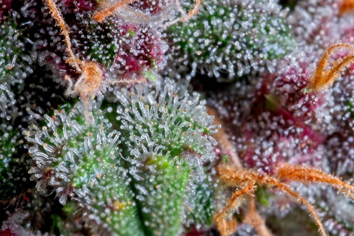 Close up of milky and amber Trichomes