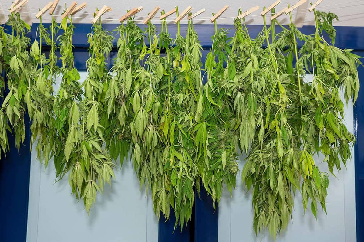 Hanging your cannabis plants
