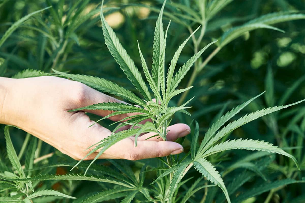 A cannabis sativa leaf
