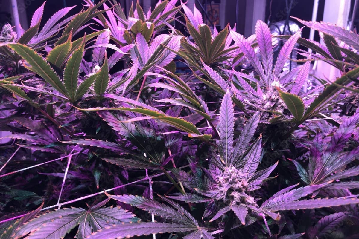 Cannabis Plants in a Scrog
