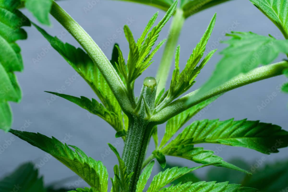 A topped Cannabis plant