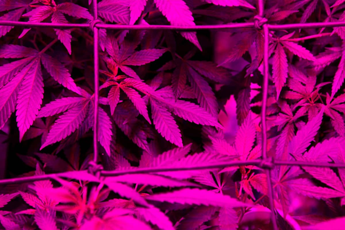 Srog net above cannabis plants